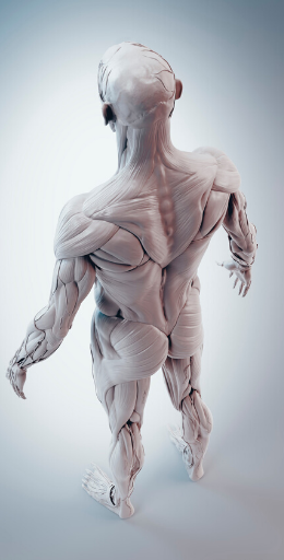 Anatomisk billede af menneskekroppen inkl. fascie