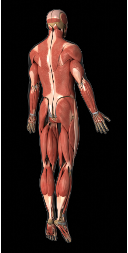 Klassisk anatomisk billede af menneskekroppens muskulatur