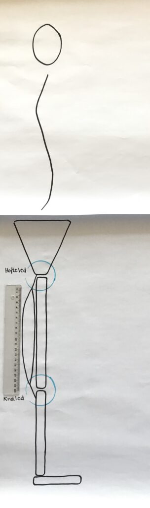 Simplificeret tegning af hoved, rygsøjle, bækken og ben
