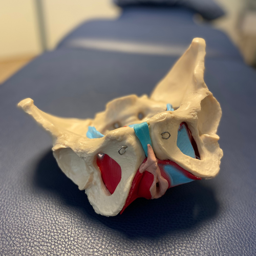 Anatomisk model af bækkenbunden