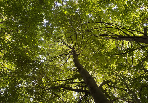 Udsigten under afspænding