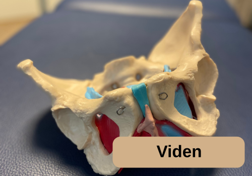 Viden